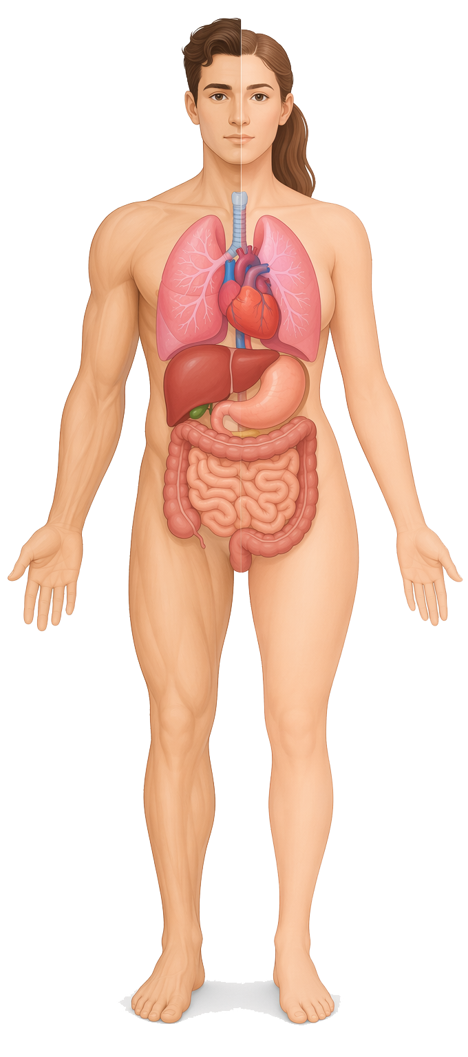 Human body